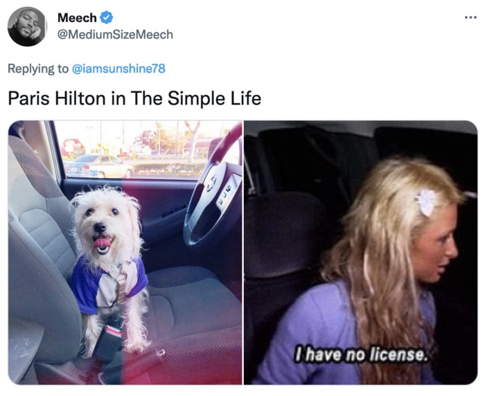 Funny Photos of Dogs That Look Like Celebrities - Paris Hilton