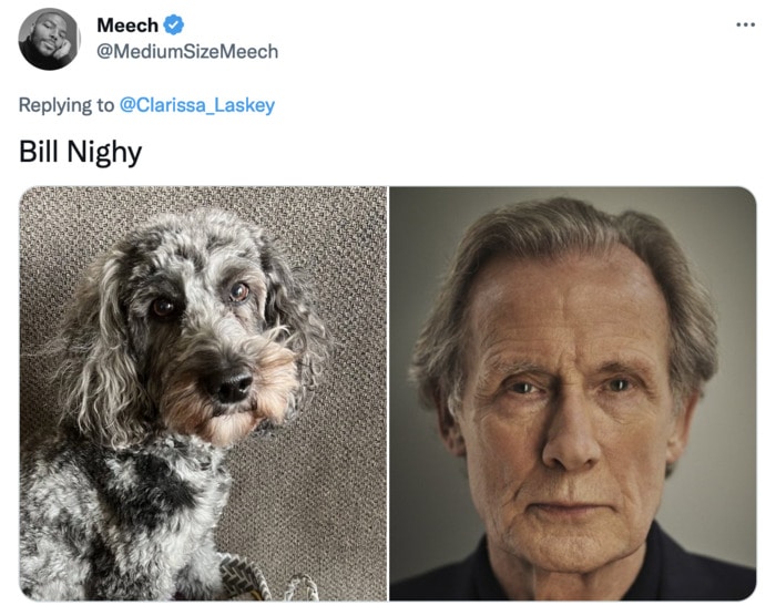 Funny Photos of Dogs That Look Like Celebrities - Bill Nighy