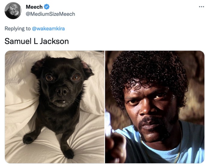 Funny Photos of Dogs That Look Like Celebrities - Samuel L. Jackson