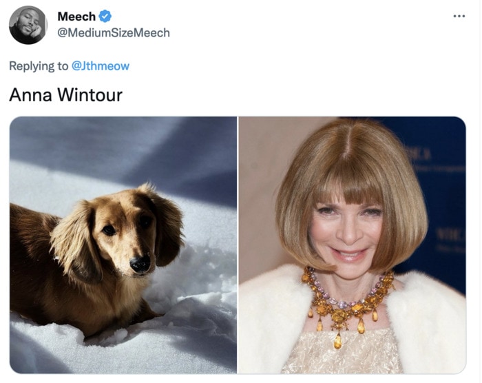 Funny Photos of Dogs That Look Like Celebrities - Anna Wintour