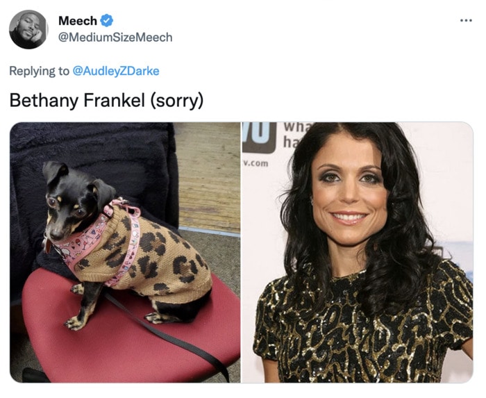 Funny Photos of Dogs That Look Like Celebrities - Bettheny Frenkel