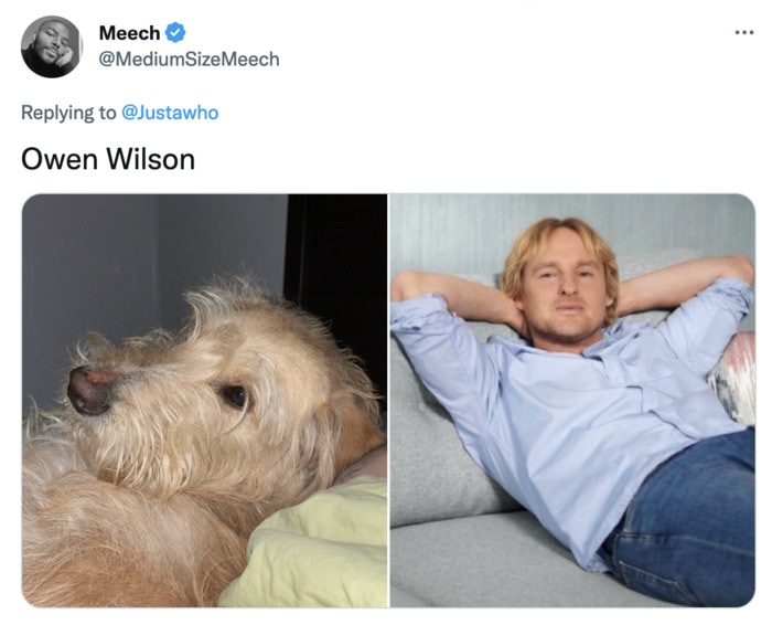 Funny Photos of Dogs That Look Like Celebrities - Owen Wilson