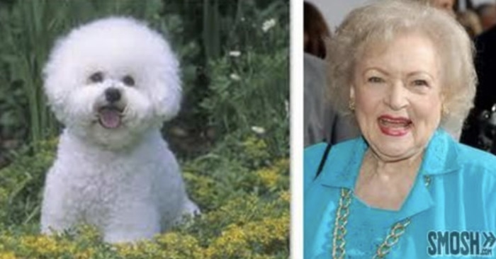 Funny Photos of Dogs That Look Like Celebrities - Betty White