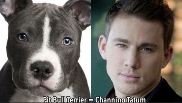 Funny Photos of Dogs That Look Like Celebrities - Channing Tatum