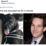 Funny Photos of Dogs That Look Like Celebrities - Paul Rudd