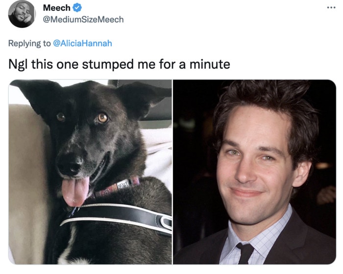 Funny Photos of Dogs That Look Like Celebrities - Paul Rudd