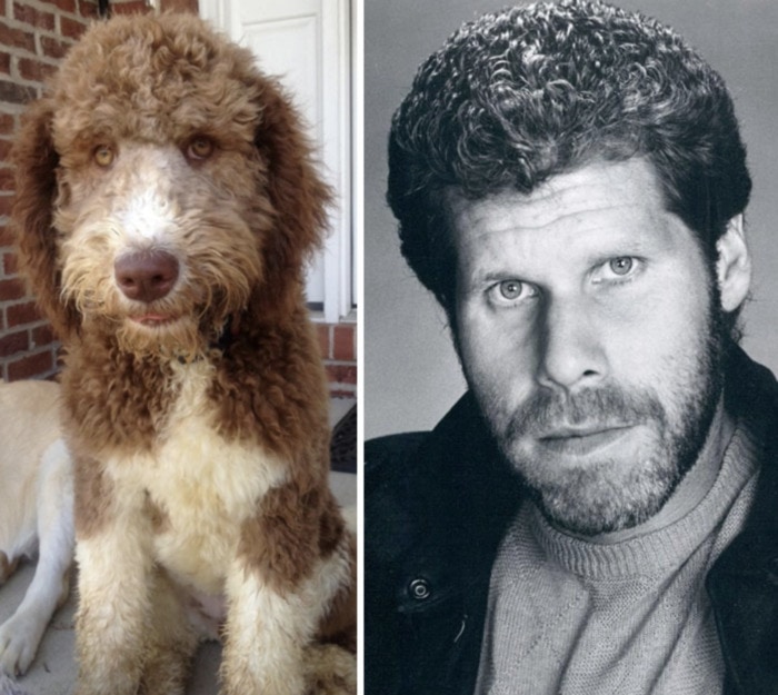 Funny Photos of Dogs That Look Like Celebrities - Ron Perlman