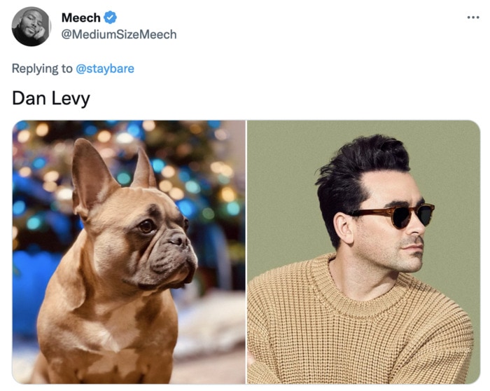 Funny Photos of Dogs That Look Like Celebrities - Dan Levy