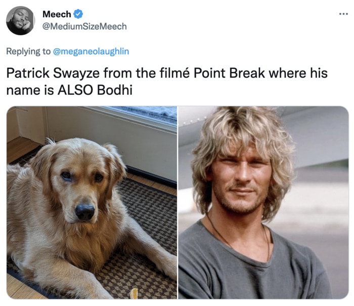 Funny Photos of Dogs That Look Like Celebrities - Patrick Swayze