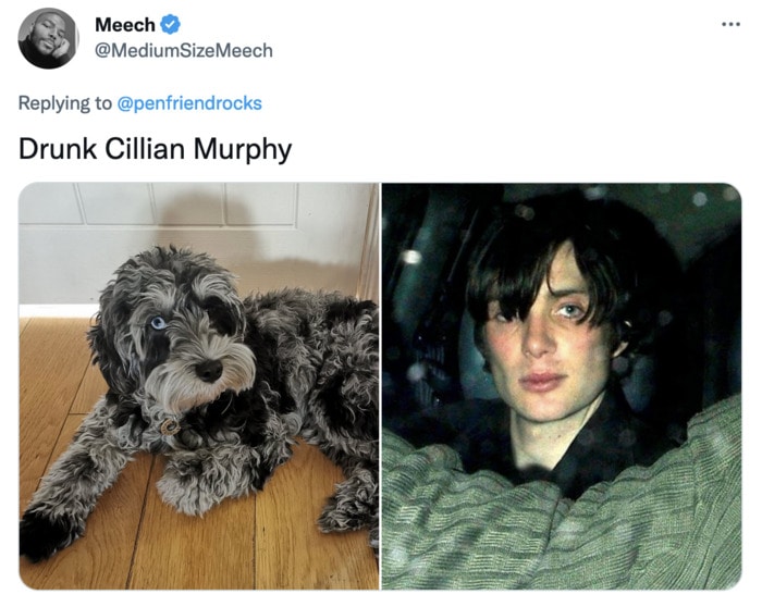 Funny Photos of Dogs That Look Like Celebrities - Cillian Murphy