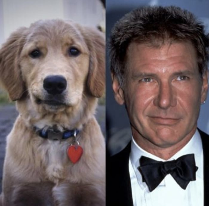 Funny Photos of Dogs That Look Like Celebrities - Harrison Ford