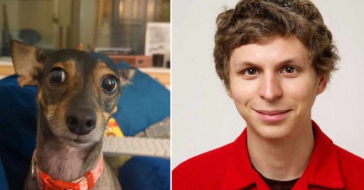 Funny Photos of Dogs That Look Like Celebrities