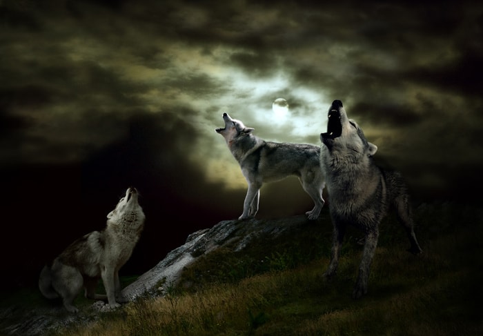 Physically Active Self Care Ideas - wolves howling at the moon