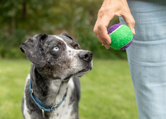 Physically Active Self Care Ideas - dog staring at ball