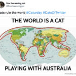 Cat memes - world is a cat