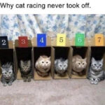 Cat memes - cat racing fail