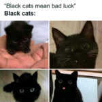 Cat memes - black cats