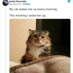 Cat memes - waking a cat up