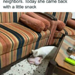 Cat memes - cat with a turkey