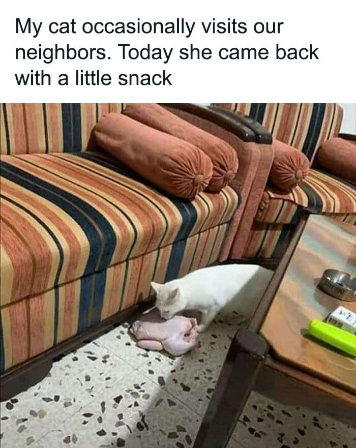 Cat memes - cat with a turkey