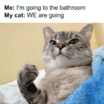 Cat memes - attached cat