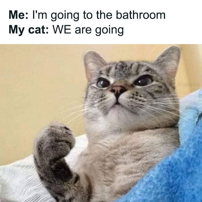 Cat memes - attached cat