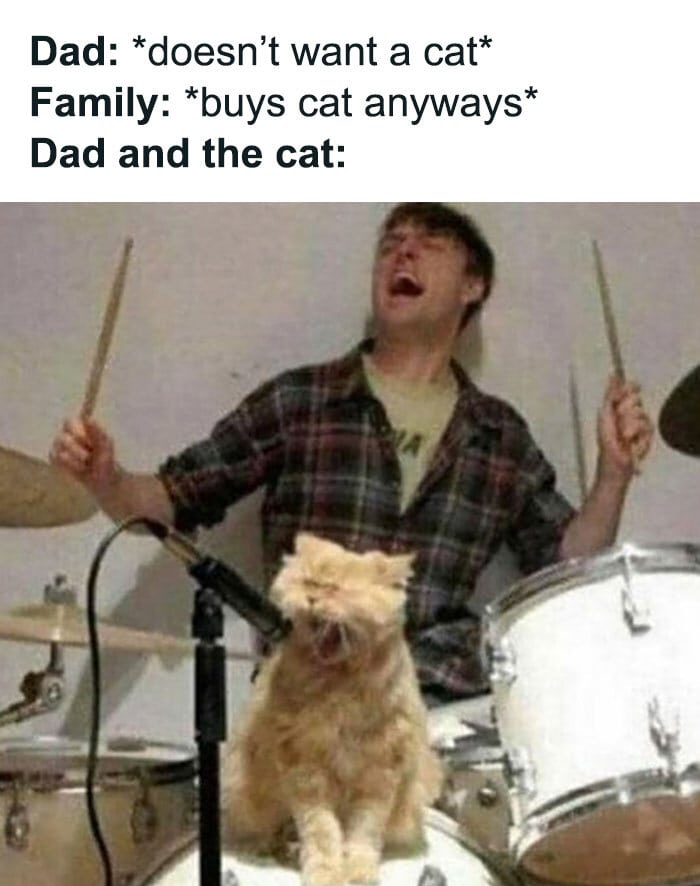 Cat memes - cat dad