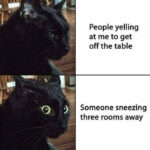 Cat memes - cat reactions