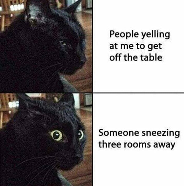 23 Funny Cat Memes About the Most Chaotic Pet - Let's Eat Cake 23 Funny Cat Memes About the Most Chaotic Pet - Let's Eat Cake