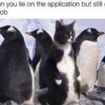 Cat memes - cat with penguins