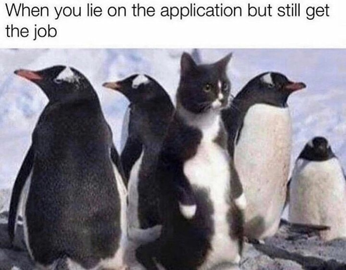Cat memes - cat with penguins