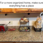 Cat memes - cat organized on counter