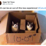 Cat memes - cats in boxes