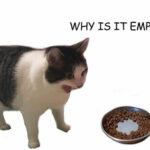 Cat memes - cat yelling at food bowl