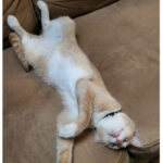 Cat memes - sleeping cat