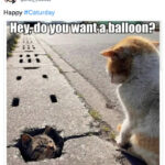 Cat memes - cats in sidewalk