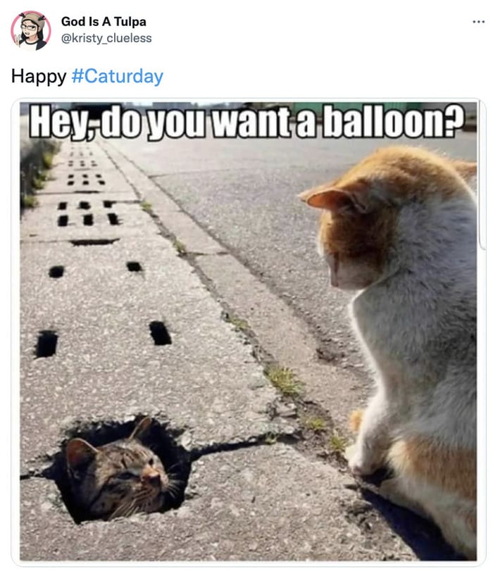 Cat memes - cats in sidewalk