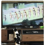 Cat memes - cat watching cats on TV