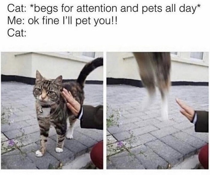 Cat memes - cats running from attention
