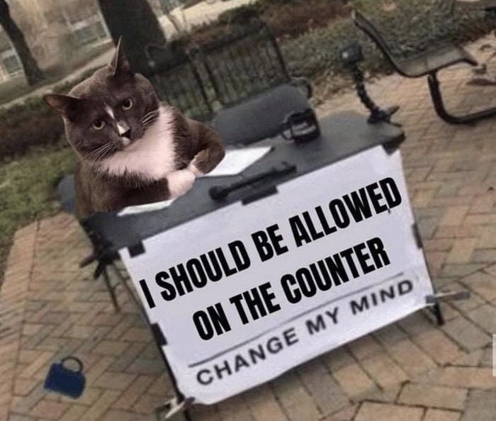 Cat memes - cat on counter change my mind