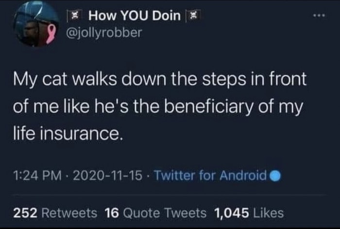 Cat memes - cat walking in front of you tweet