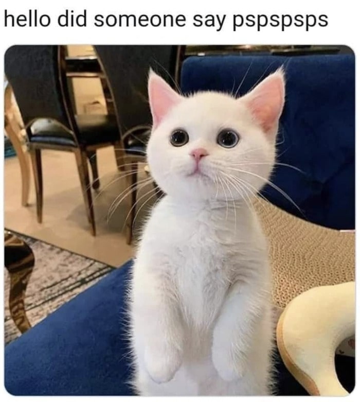 Cat memes - white cat pspspsps