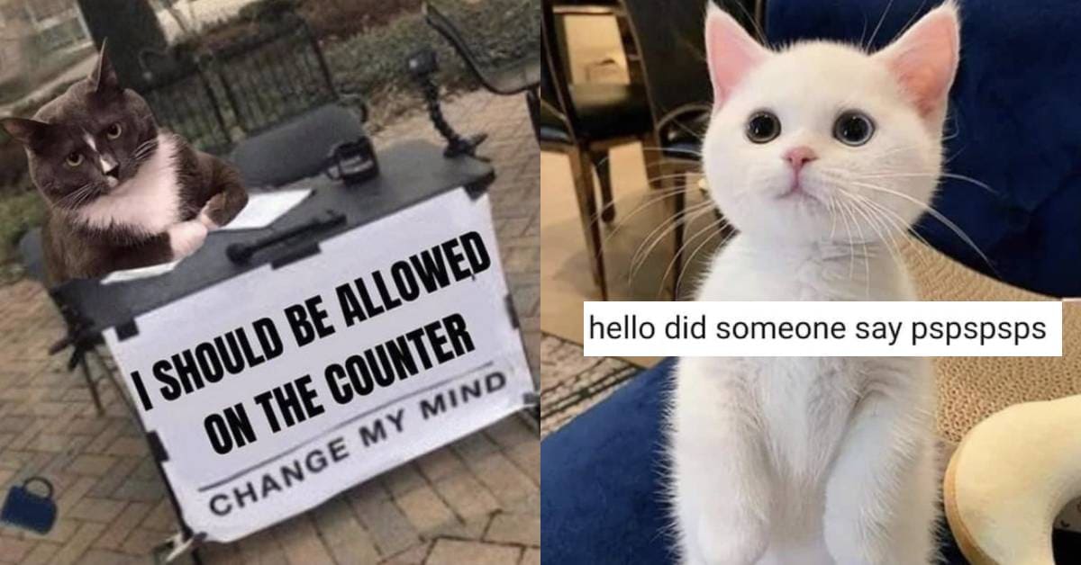 23 Funny Cat Memes About the Most Chaotic Pet - Let's Eat Cake