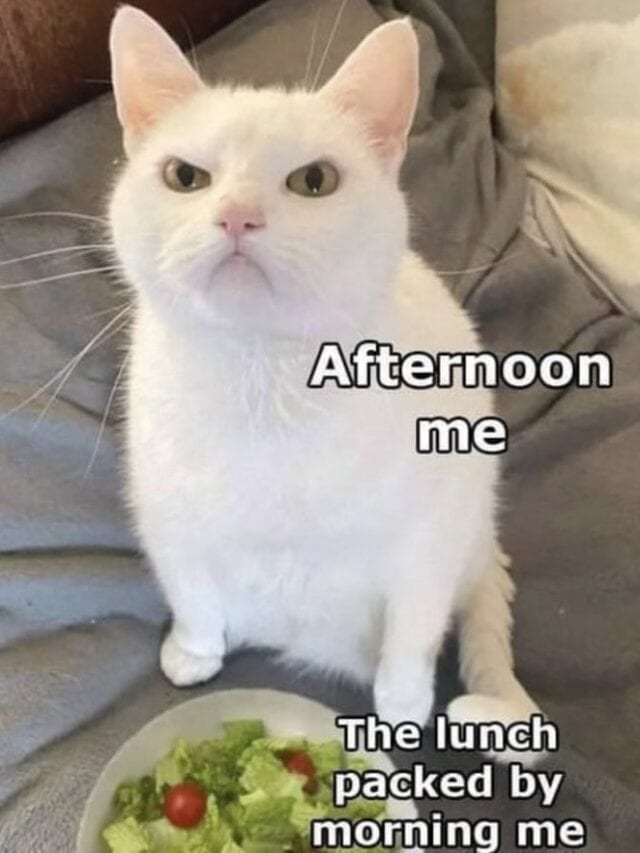 25 Funny Diet Memes That Are Way Too Relatable