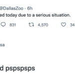 Dallas Zoo Missing Clouded Leopard Tweets Memes - pspspsps