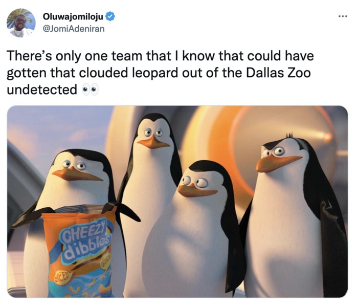 Dallas Zoo Missing Clouded Leopard Tweets Memes - penguins
