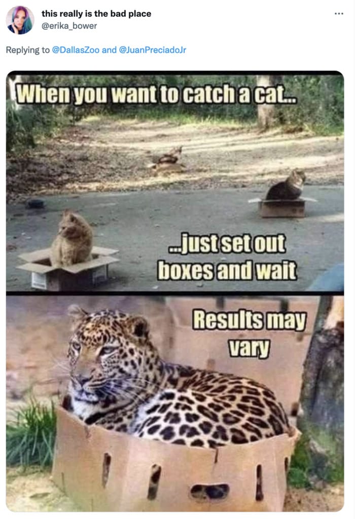Dallas Zoo Missing Clouded Leopard Tweets Memes - cardboard box