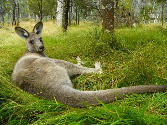 Funny Jokes - kangaroo