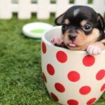 Funny Jokes - puppy