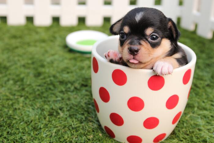 Funny Jokes - puppy